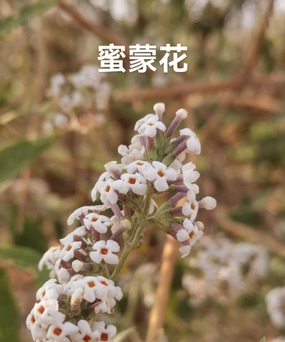 银蒙花怎么养