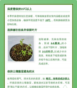 家庭养花用生根粉