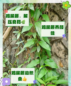 鸡屎藤为什么可以辟邪