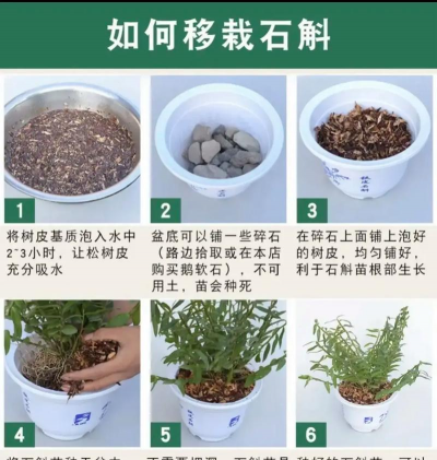 铁皮石斛如何养护