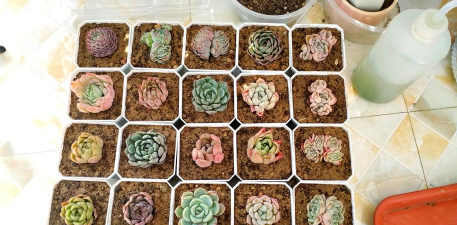 家庭养花用生根粉