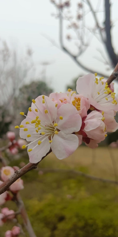 杏梅什么时候开花