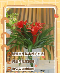 红适当头怎么养