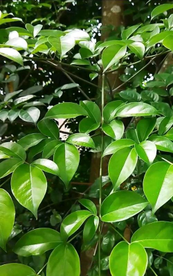 幌伞枫 叶子什么颜色