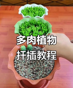 玉缀怎么繁殖快