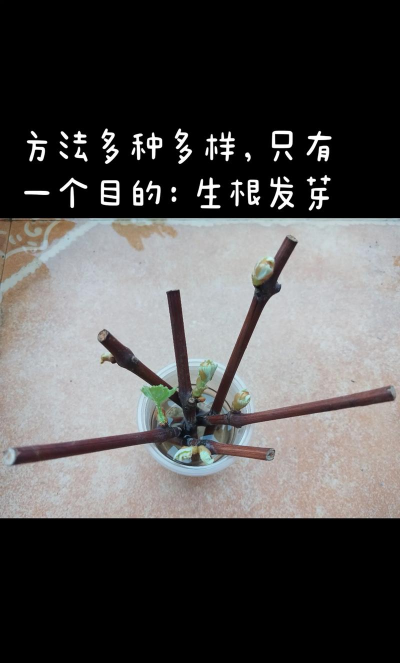 家庭养花用生根粉