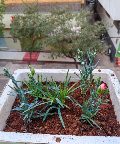 家庭养花用生根粉