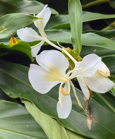 白色姜花是什么姜