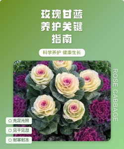 怎么阻止玫瑰甘蓝生长
