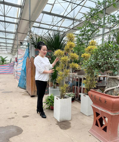 家庭养花用生根粉