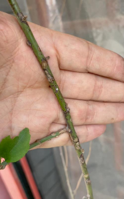 家庭养花用生根粉