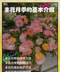 丰花月季如何养护