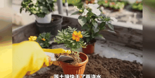 家庭养花用生根粉