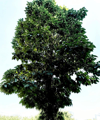 楸树为什么不能修剪