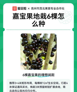 如何种植嘉宝果