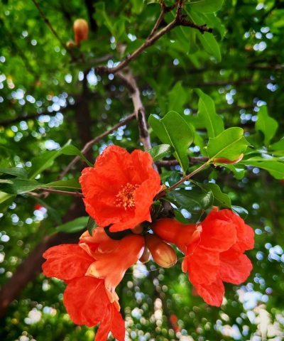 石榴花形状像什么