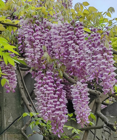 北京紫藤什么时候开花