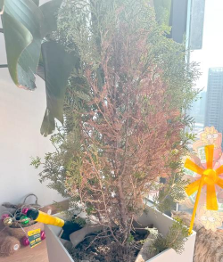 侧柏黄叶是怎么处理