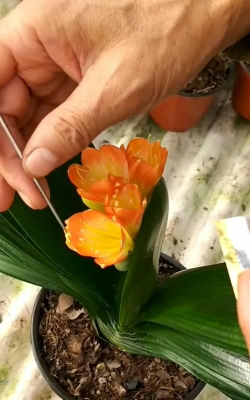 家庭养花用生根粉