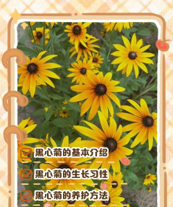 黑心菊如何繁殖