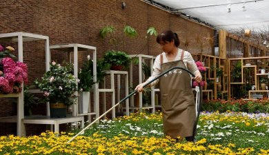 家庭养花用生根粉