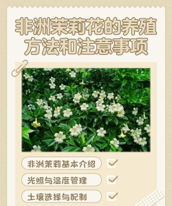 非洲茉莉如何养殖