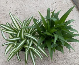 宽叶吊兰是什么吊兰