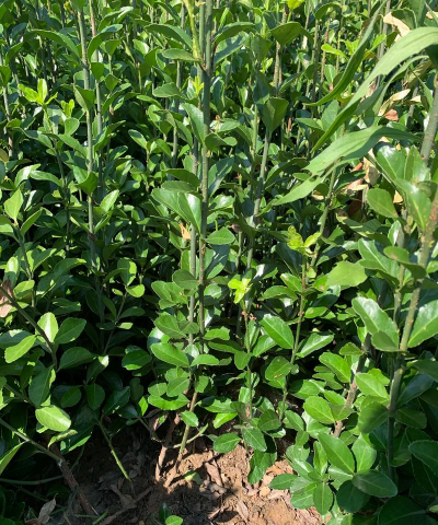 大叶黄杨价值如何