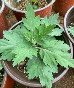 多头菊什么时候修剪