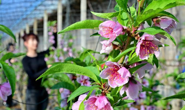 家庭养花用生根粉