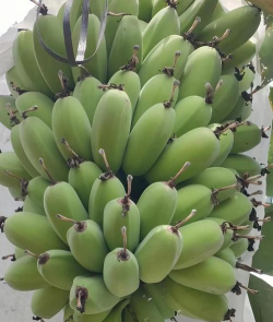 海南秋天成熟什么水果