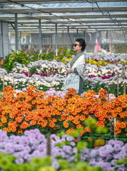 家庭养花用生根粉