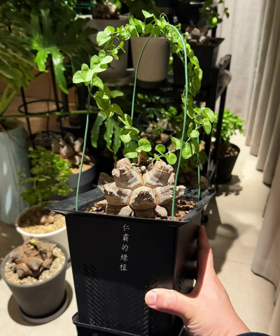 家庭养花用生根粉