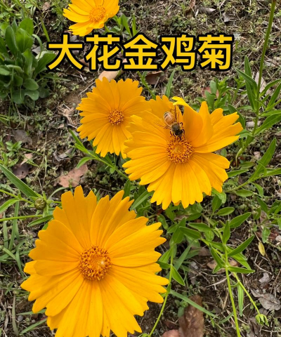大花金鸡菊什么科