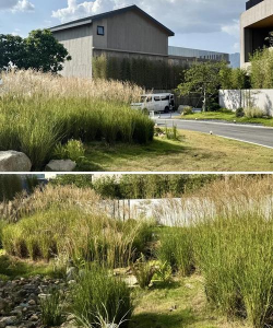 细叶芒如何种植