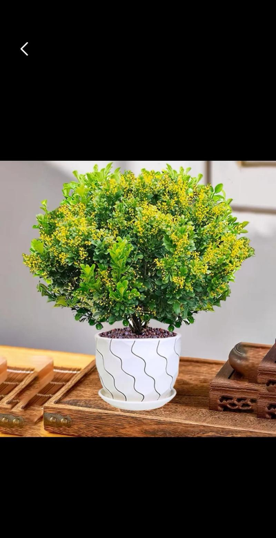 米兰花为什么叫米兰花