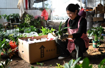 家庭养花用生根粉
