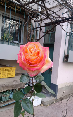 北方12月开什么花