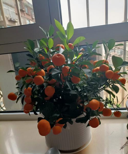 橙子阳台养花
