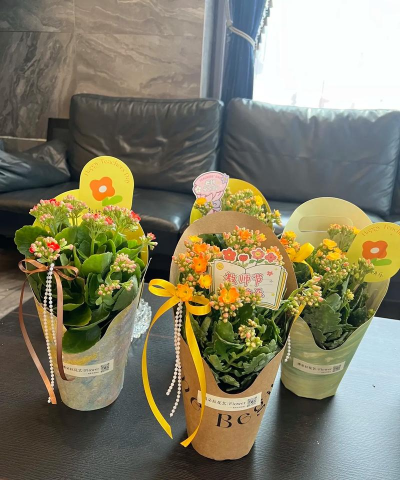 家庭养花用生根粉