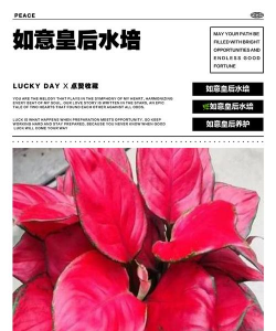 家庭养花用生根粉