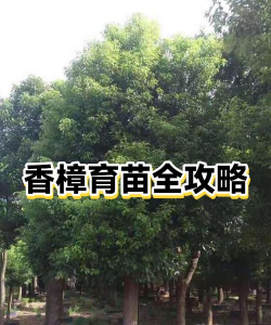 香樟树怎么育苗