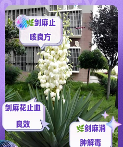 剑麻的花怎么吃