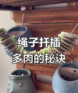 家庭养花用生根粉