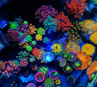 弹跳菇珊瑚怎么养