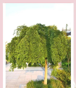 植物龙爪槐是什么样