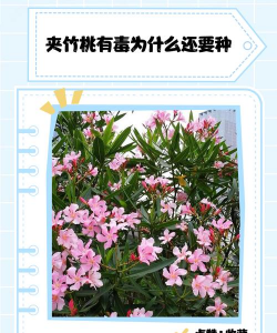 夹竹桃如何管理