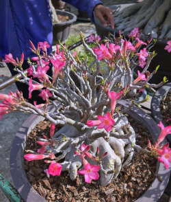 干旱土地适合种什么花