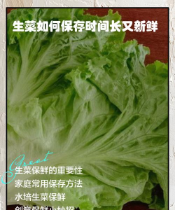 如何生菜保鲜