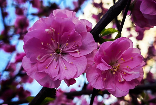 榆叶梅跟什么相似